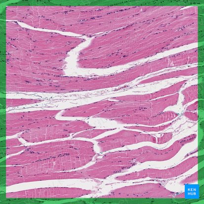 Skeletal muscle (Textus muscularis skeletalis); Image: 