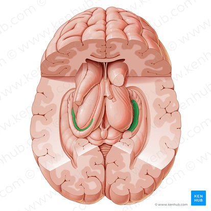 Fimbria of hippocampus (Fimbria hippocampi); Image: Paul Kim