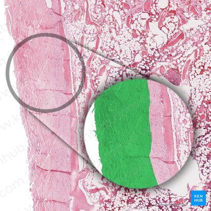 Stratum fibrosum periostei (Äußere Schicht der Knochenhaut); Bild: 