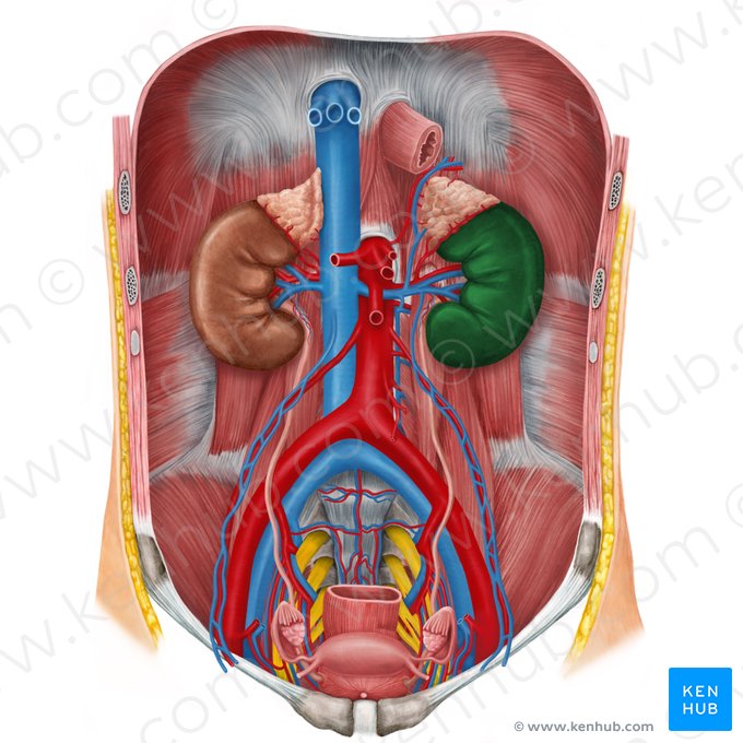 Left kidney (Ren sinister); Image: Irina Münstermann