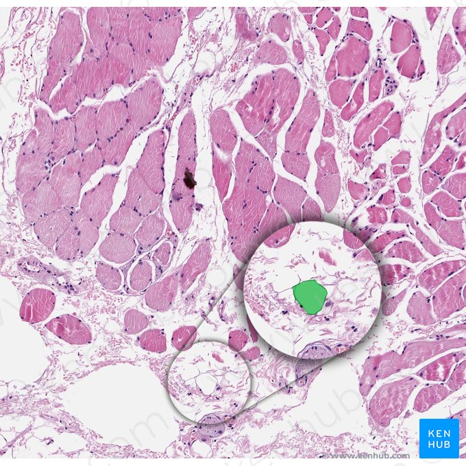 Adipocyte (Adipocytus); Image: 