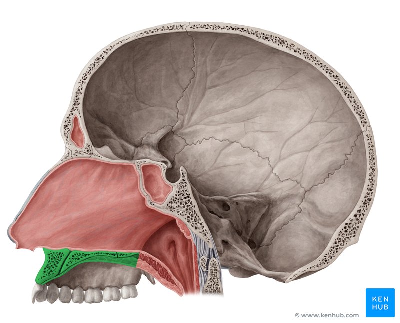 Hard palate - medial view