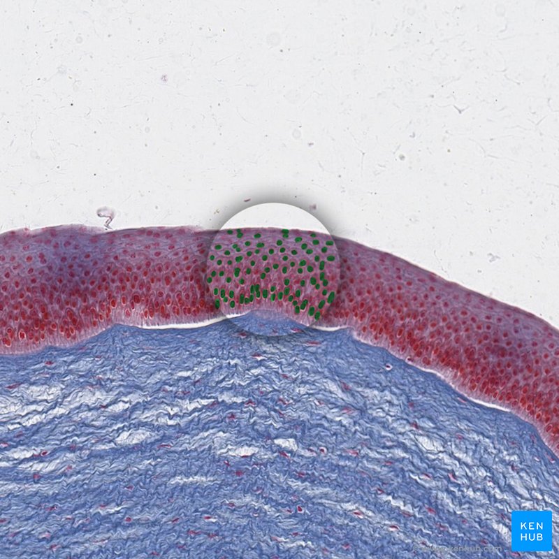 Epithelial cells nuclei - histological slide