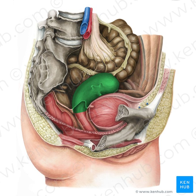 Útero (Uterus); Imagen: Irina Münstermann