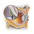 Ciliary muscle