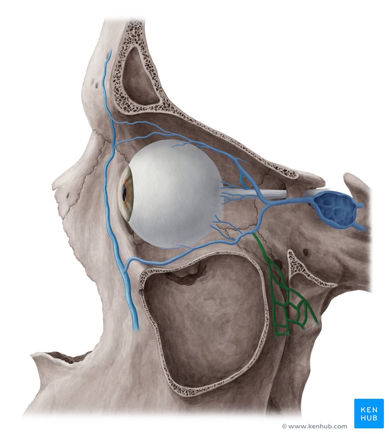 Pterygoid plexus - lateral-left view