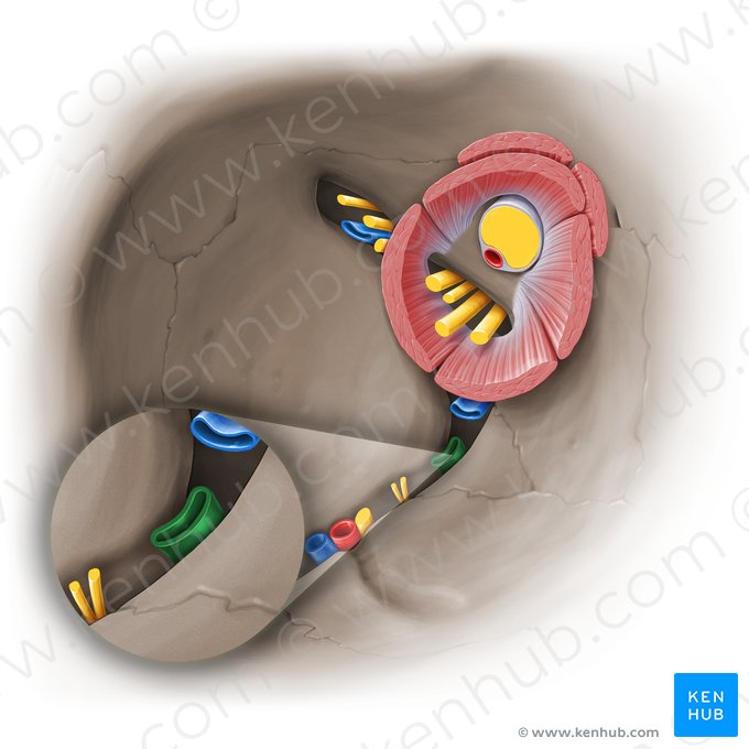 Rama inferior de la vena oftálmica inferior (Ramus inferior venae ophthalmicae inferioris); Imagen: Paul Kim