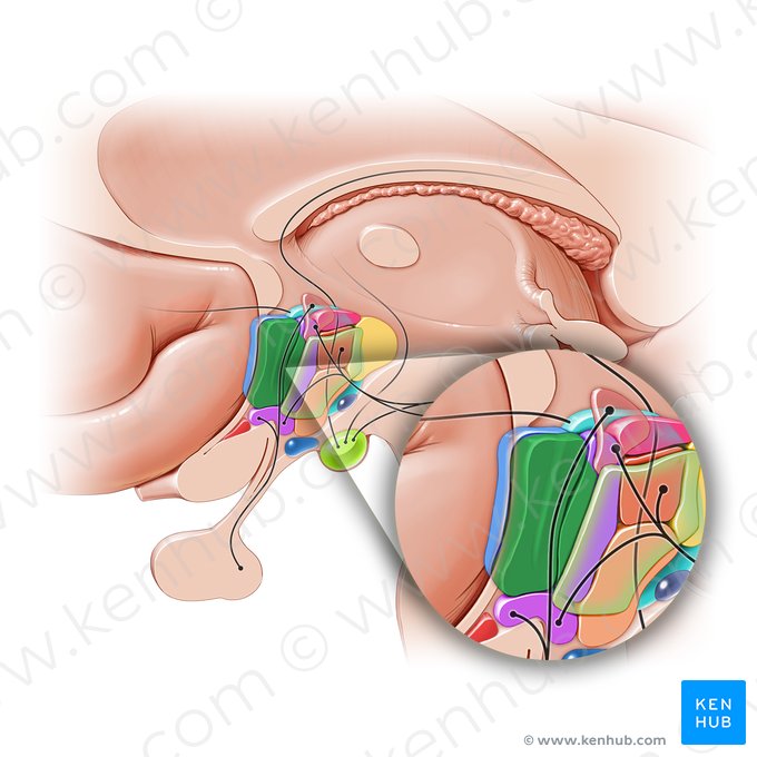 Núcleo preóptico medial (Nucleus preopticus medialis); Imagen: Paul Kim