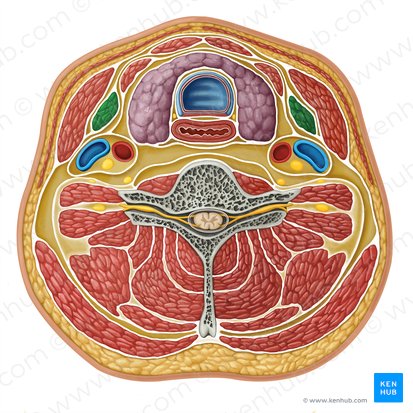 Omohyoid muscle (Musculus omohyoideus); Image: Irina Münstermann