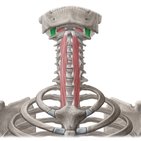 Rectus capitis lateralis muscle