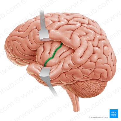 Central sulcus of insula (Sulcus centralis insulae); Image: Paul Kim