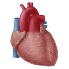 Myocardium