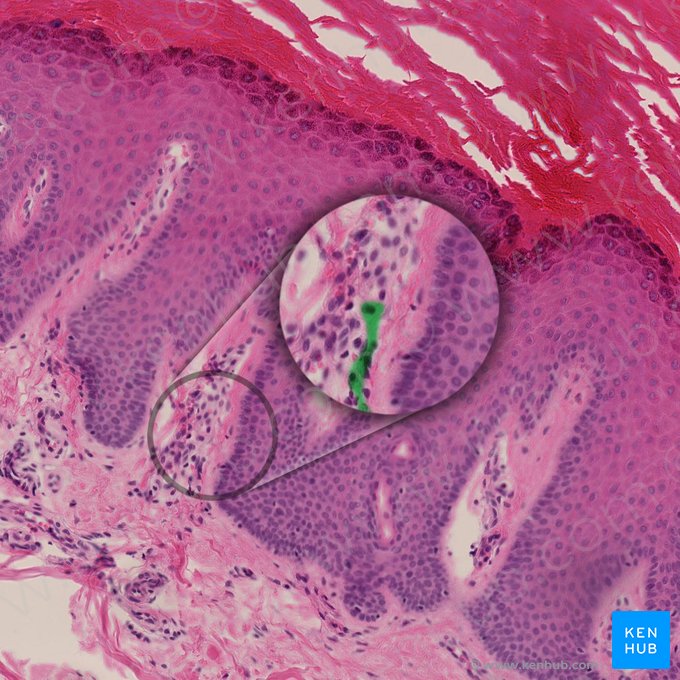 Axón mielínico del corpúsculo de Meissner (Neurofibra nonmyelinata corpusculi tactile); Imagen: 