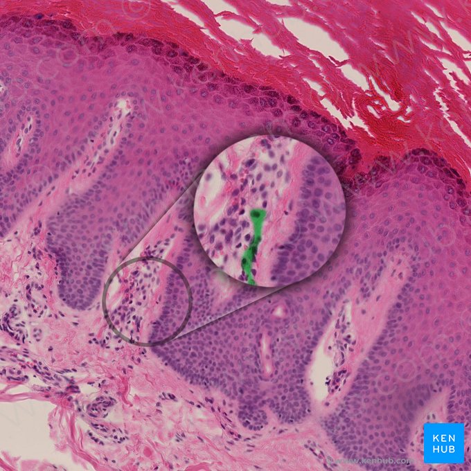 Axônio mielinizado do corpúsculo de Meissner (Neurofibra nonmyelinata corpusculi tactile); Imagem: 