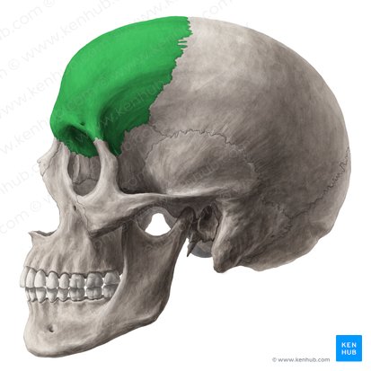 Hueso frontal (Os frontale); Imagen: Yousun Koh