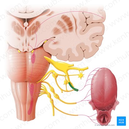 Lingual nerve (Nervus lingualis); Image: Paul Kim
