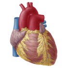 Oberflächenanatomie des Herzens 