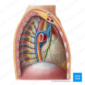 Arteria pericardiofrénica (Arteria pericardiacophrenica); Imagen: Yousun Koh