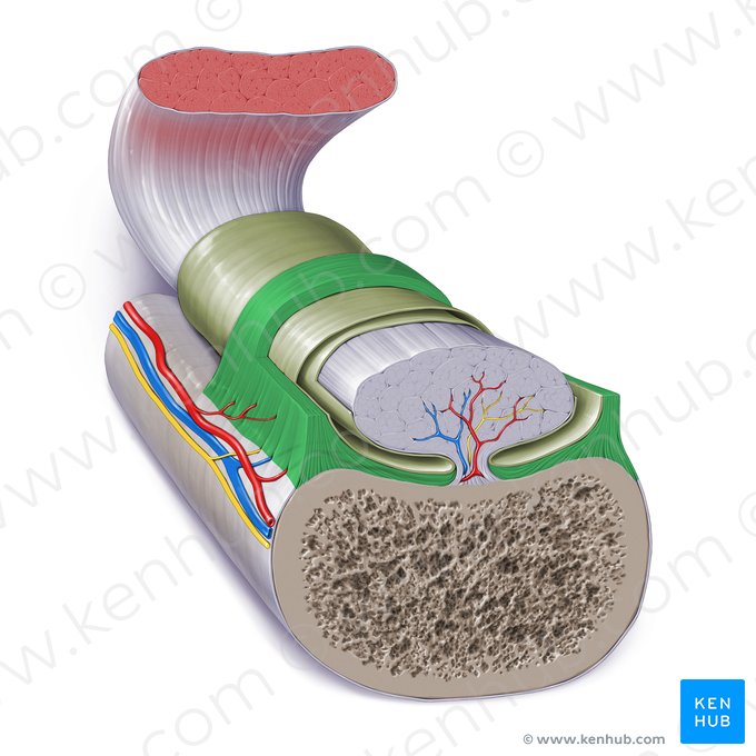 Fibrous layer of tendon sheath (Stratum fibrosum vaginae tendinis); Image: Paul Kim