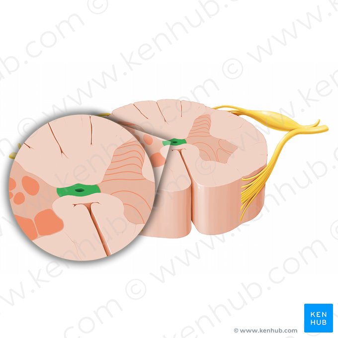 Aire spinale X (Lamina spinalis X); Image : Paul Kim