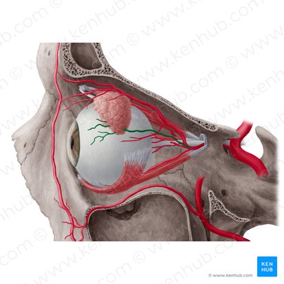 Lacrimal artery (Arteria lacrimalis); Image: Yousun Koh