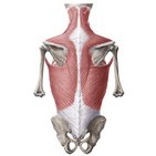 Superficial muscles of the back