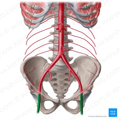 Femoral artery (Arteria femoralis); Image: Liene Znotina