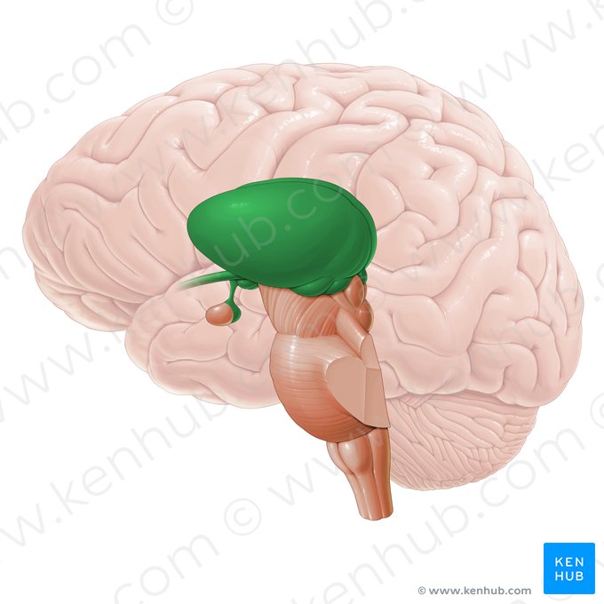 Diencephalon (Zwischenhirn); Bild: Paul Kim