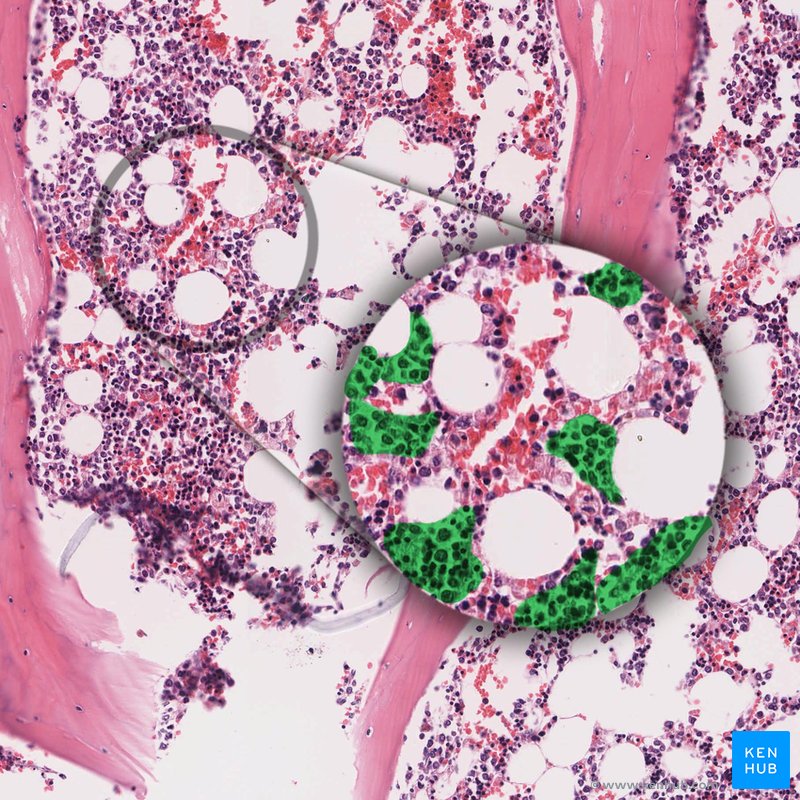 Hematopoietic cords - histological slide