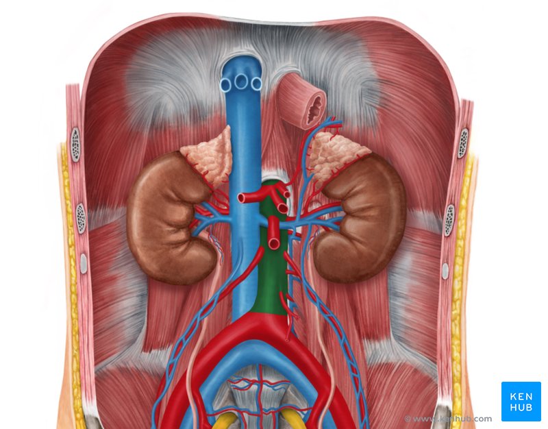 Abdominal aorta - ventral view