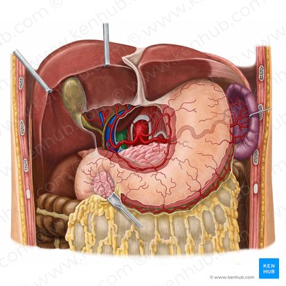 Inferior vena cava (Vena cava inferior); Image: Irina Münstermann