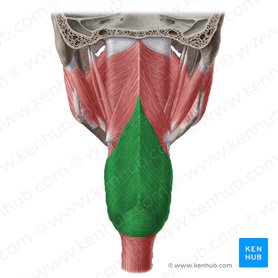 Músculo constrictor inferior de la faringe (Musculus constrictor inferior pharyngis); Imagen: Yousun Koh