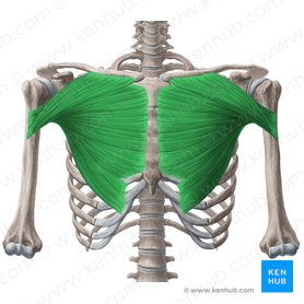 Músculo peitoral maior (Musculus pectoralis major); Imagem: Yousun Koh