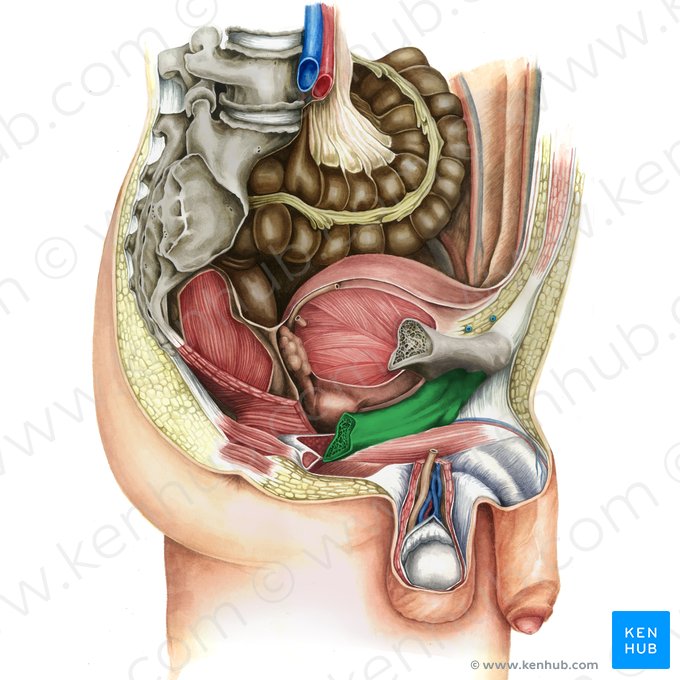 Ramo púbico inferior (Ramus inferior ossis pubis); Imagem: Irina Münstermann