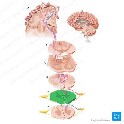 Parte cervical da medula espinal (Pars cervicalis medullae spinalis); Imagem: Paul Kim