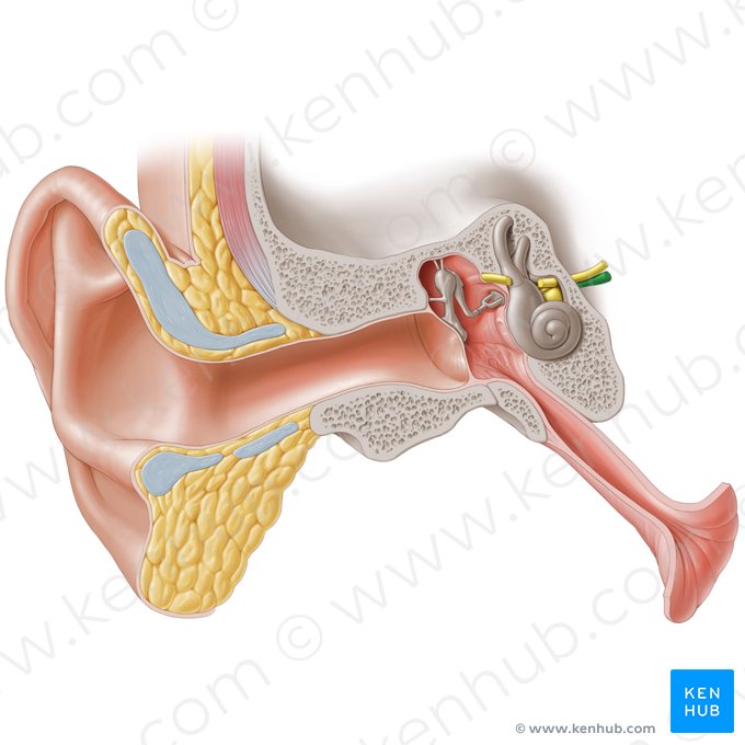 Nervo vestibulococlear (Nervus vestibulocochlearis); Imagem: Paul Kim