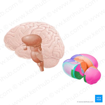 Ventral posterolateral nucleus (Nucleus ventralis posterolateralis); Image: Paul Kim