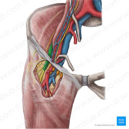 Femoral nerve (Nervus femoralis); Image: Hannah Ely