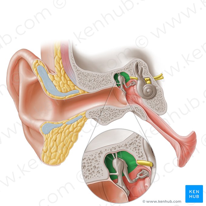 Epitympanic recess (Recessus epitympanicus); Image: Paul Kim