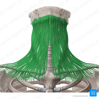 Músculo platisma (Musculus platysma); Imagen: Yousun Koh