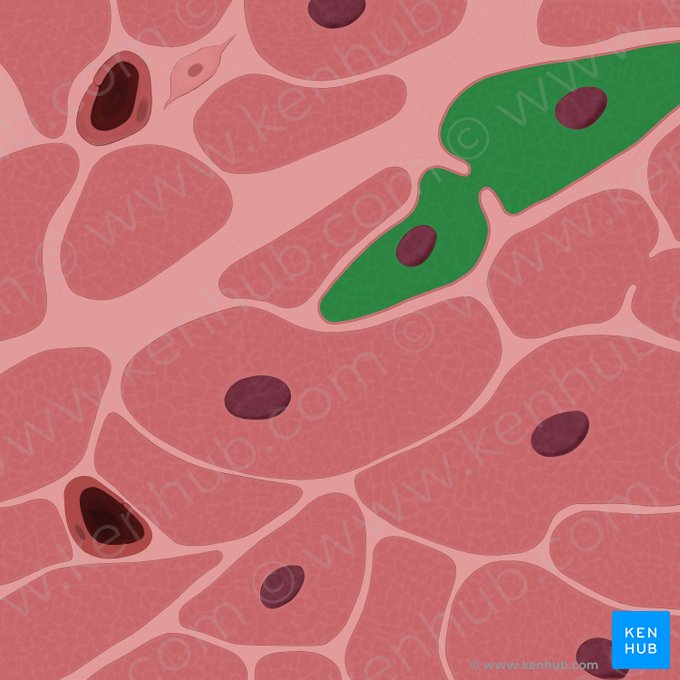 Sarcoplasm (Sarcoplasma); Image: Tal Bavli Ziv