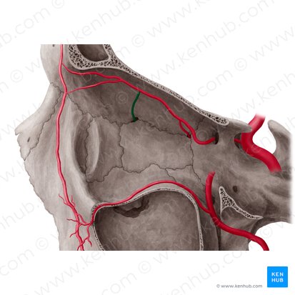 Arteria etmoidal anterior (Arteria ethmoidalis anterior); Imagen: Yousun Koh