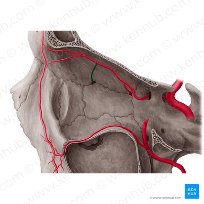 Arteria ethmoidalis anterior (Vordere Siebbeinarterie); Bild: Yousun Koh