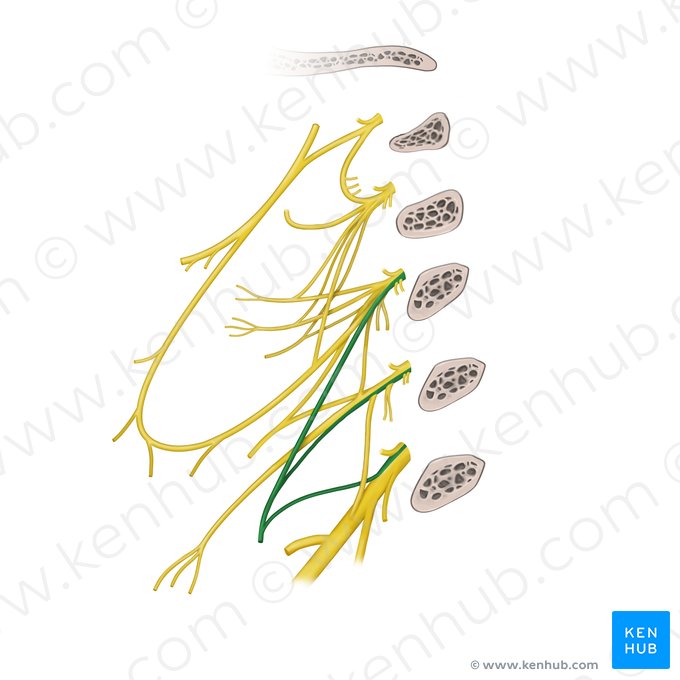 Phrenic nerve (Nervus phrenicus); Image: Begoña Rodriguez