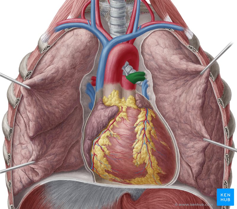 anatomía de la arteria pulmonar derecha