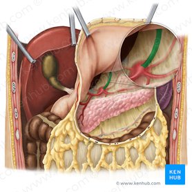 Left gastric artery (Arteria gastrica sinistra); Image: Esther Gollan
