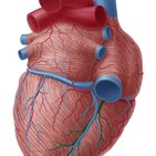Posterior interventricular artery