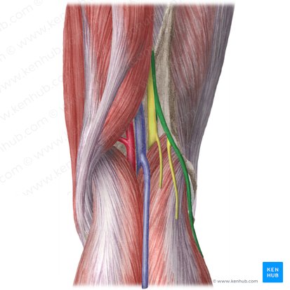 Common fibular nerve (Nervus fibularis communis); Image: Liene Znotina