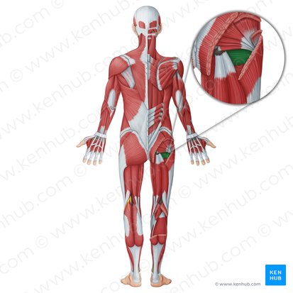 Quadratus femoris muscle (Musculus quadratus femoris); Image: Irina Münstermann