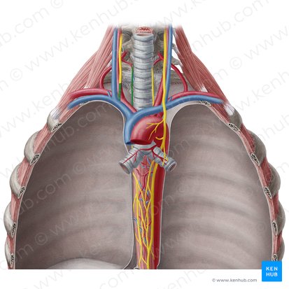 Right recurrent laryngeal nerve (Nervus laryngeus recurrens dexter); Image: Yousun Koh